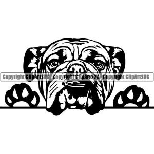 English Bulldog #14 Peeking Dog Mascot Pedigree Breed K-9 Animal Pet Puppy British Hound Logo .SVG .PNG Clipart Vector Cricut Cut Cutting