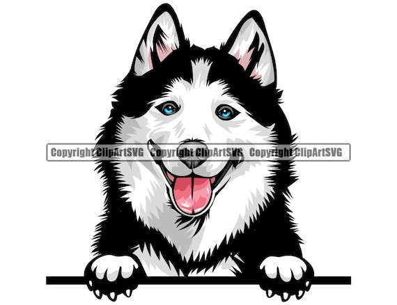 Siberian Husky Dog Peeking Peek-a-boo 