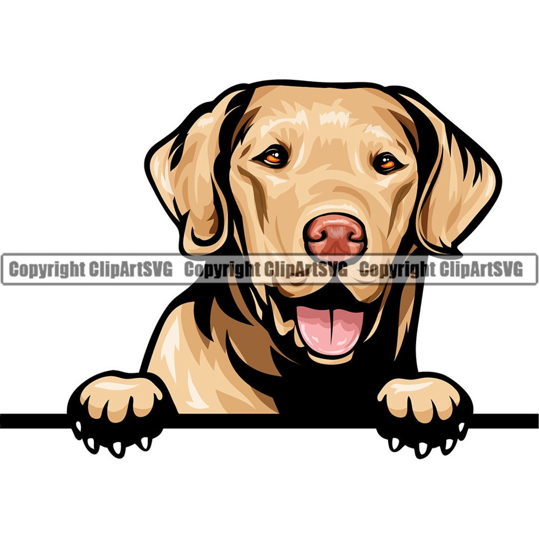 Chesapeake Bay Retriever Dog Breed Peeking Peek-a-boo Happy Face Puppy ...