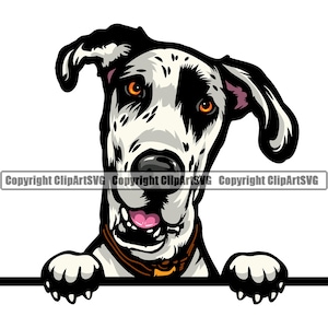 May include: A black and white Great Dane dog with brown eyes peeks over a white surface. The dog has a brown collar with a gold tag and is smiling with its tongue sticking out.