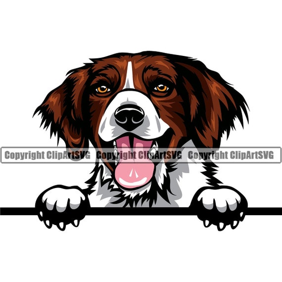 English Setter English Brittany Spaniel Brittany Spaniel Dog Breed