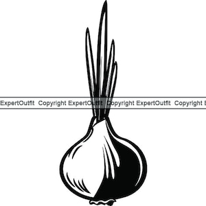 May include: A black and white line drawing of an onion with a long stem.