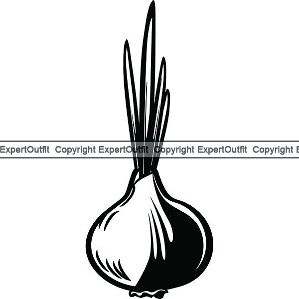 Food Onion Bulb Plant Chef Seasoning Garlic Vegetable Spice Herb Sprout Ingredient Kitchen Recipe.SVG .PNG Clipart Vector Cricut Cut Cutting