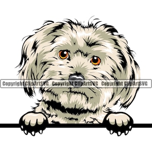Rasa psów maltańskich Peeking Peek-A-Boo Happy Puppy Pup Pet Art Silhouette Design Element Logo SVG PNG Clipart Vector Cricut Cut Cutting File
