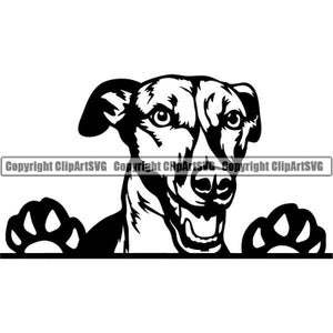 Levriero #16 che sbircia cane felice razza pedigree canino di razza animale domestico animale italiano Whippet Logo. SVG. PNG Clipart vettoriale Cricut taglio taglio