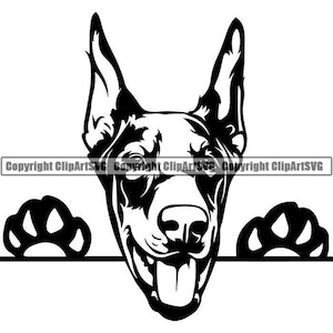 Op de afbeelding: Zwart-witte illustratie van een Dobermann Pinscher die over een oppervlak kijkt met zijn poten aan beide kanten. De hond heeft een gelukkige uitdrukking met zijn tong die uitsteekt.