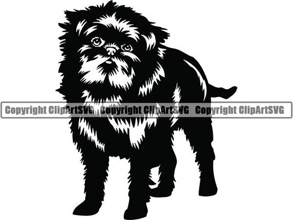 Pedigree affenpinscher online puppies for sale