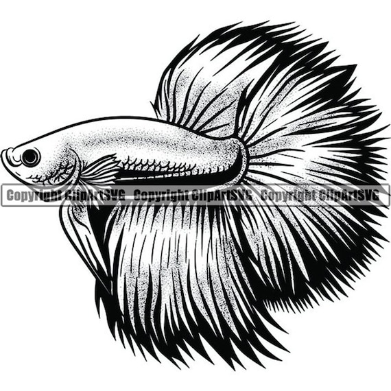 Betta Fish 2 Pet Animal Aquarium Tropical Siamese Tail Exotic Etsy Betta Fish 2 Pet Animal Aquarium Tropical Siamese Tail Exotic Etsy