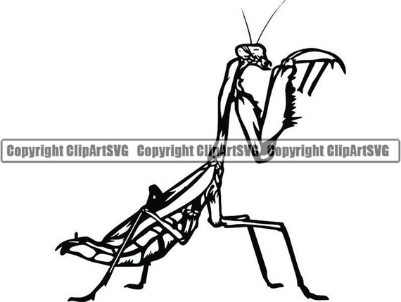 Download Praying Mantis 1 Praying Insect Nature Bug Green Wildlife Etsy SVG, PNG, EPS, DXF File