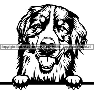 Berner Sennenhund Spähen Peek-A-Boo Pfote Welpe Welpe niedlich Haustier Kunst Bernhardiner Grossschweizer Berge Logo SVG PNG Clipart Vektor Schneiden Schneiden