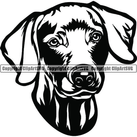 Champion weimaraner 2025