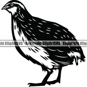 Op de afbeelding: Zwart-witte silhouet van een kwartel, een kleine vogel met een korte staart en een rond lichaam. De vogel kijkt naar links en heeft een onderscheidend verenpatroon.