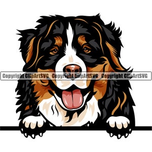 Berner Sennenhund Spähen Peek-A-Boo Rasse Glückliches Gesicht Welpe Tier Haustier Hund Farbe Art Artwork Design Logo JPG PNG SVG Clipart Vektor