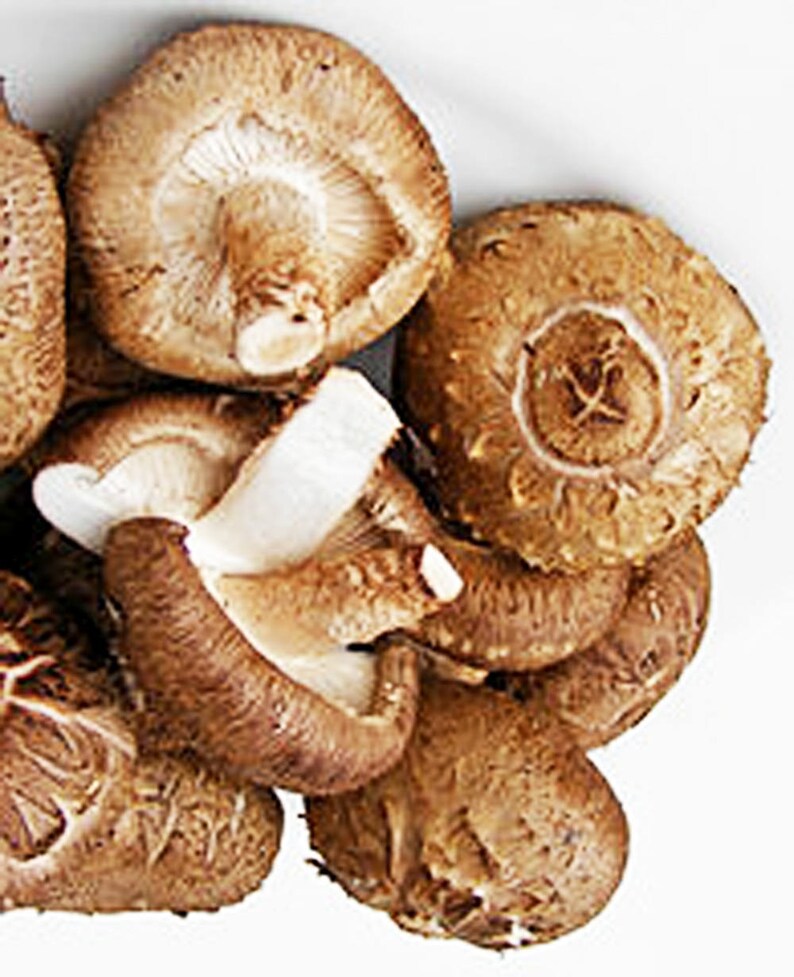 ORGANIC Shiitake Mushroom Oil Skin Lightening Dark Spot Etsy