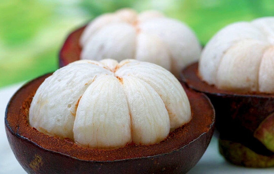 Mangosteen Oil Organic Unrefined Cold Pressed Undiluted Seed Etsy