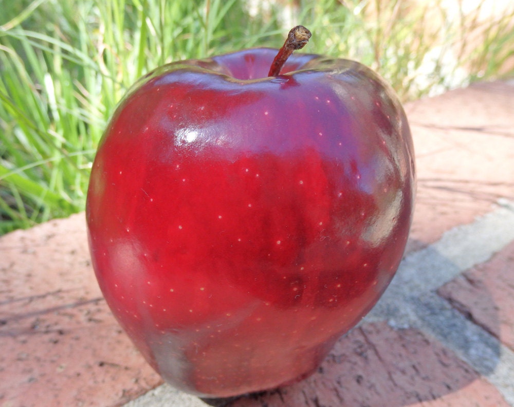 Organic Apple Seed Oil Unrefined Cold Pressed Anti Aging Face Etsy Organic Apple Seed Oil Unrefined Cold Pressed Anti Aging Face Etsy
