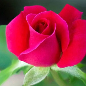 ORGANIC ROSE Hydrosol Face Toner, Rose Water, Chemical-Free for Sensitive Dry Skin, Soothing Breakouts, Rose Floral Water, GardenOfEssences