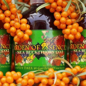 SALE Organic Sea Buckthorn Oil CO2 Extract UNREFINED, Anti-aging Hydrating Skin Oil for Lines, Calms Irritation + Breakout, GardenOfEssences image 8