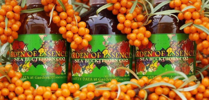 SALE Organic Sea Buckthorn Oil CO2 Extract UNREFINED, Anti-aging Hydrating Skin Oil for Lines, Calms Irritation + Breakout, GardenOfEssences image 8