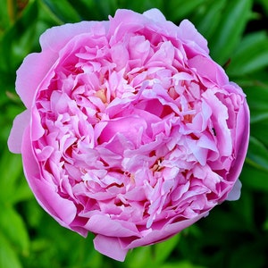 Organic Rose Essential Oil Undiluted Bulgarian Rose Steam Distilled+ Organic Bulgarian Rose Absolute, Top Anti-wrinkle Oil, GardenOfEssences