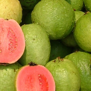 May include: A close-up shot of several guavas, some whole and some halved. The whole guavas are green with a slightly rough texture. The halved guavas reveal a vibrant pink interior with small seeds. The fruits are fresh and appear to be recently harvested.