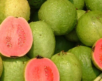 Organic Guava Seed Oil Cold Pressed for Face Lines, Anti-aging, Hydrating, Breakouts, Calming, GardenOfEssences