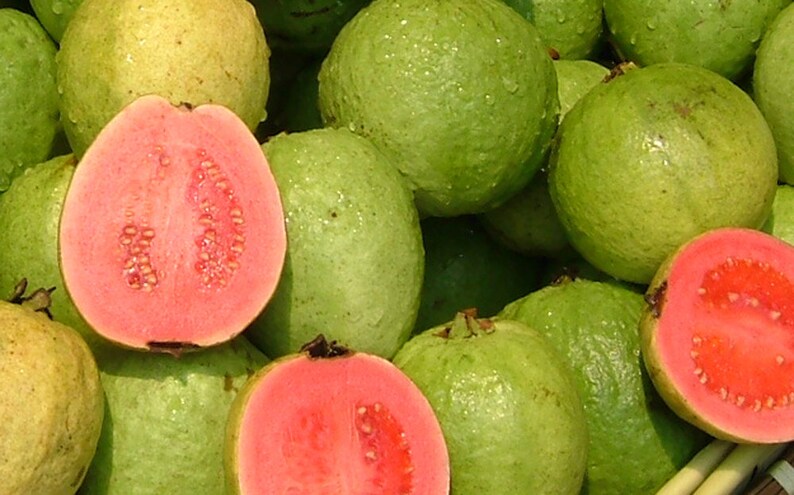 May include: A close-up shot of several guavas, some whole and some halved. The whole guavas are green with a slightly rough texture. The halved guavas reveal a vibrant pink interior with small seeds. The fruits are fresh and appear to be recently harvested.