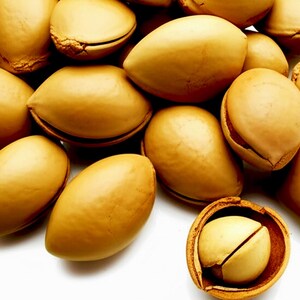 Organic Argan Oil Moroccan USDA Certified Organic UNREFINED Cold ...