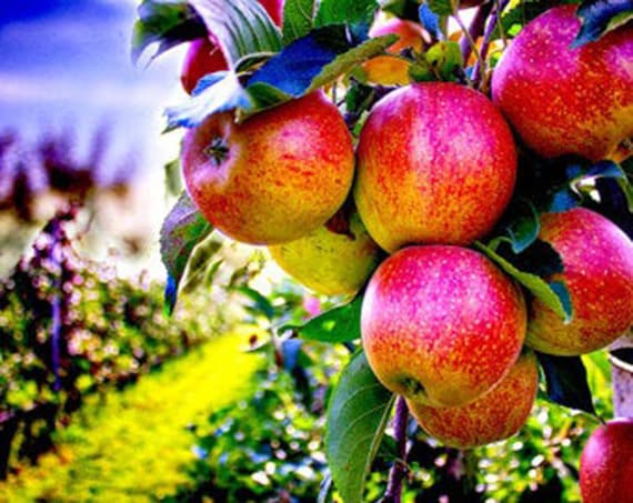 Apple Fresh Essential Oil Organic Qlant & Natural 100% Pure