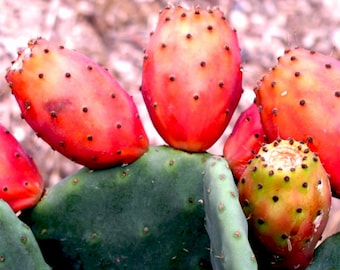 Organic Prickly Pear Oil UNREFINED Cold Pressed, Organic Barbary Fig Oil, Cactus Seed Oil, Hydrating Anti-aging Facial Oil, GardenOfEssences