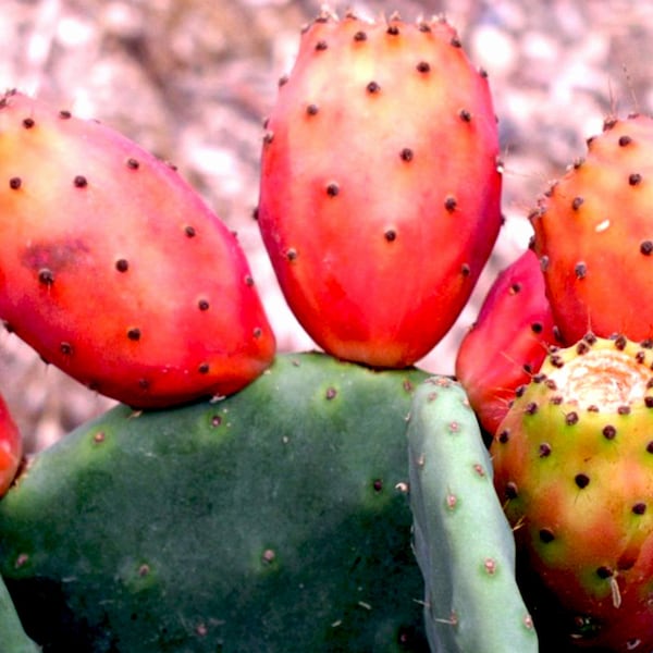 Organic Prickly Pear Oil UNREFINED Cold Pressed, Organic Barbary Fig Oil, Cactus Seed Oil, Hydrating Anti-aging Facial Oil, GardenOfEssences