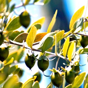 May include: Close-up of a branch of a tree with green leaves and small, round, green fruits. The fruits are clustered together on the branch and are surrounded by the leaves.