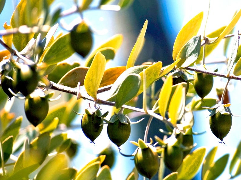 May include: Close-up of a branch of a tree with green leaves and small, round, green fruits. The fruits are clustered together on the branch and are surrounded by the leaves.