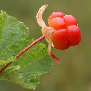 Puede incluir: Primer plano de una baya de los pantanos, un grupo de bayas de color rojo-naranja brillante, con una estructura curva en forma de p&eacute;talo de color claro. Las bayas est&aacute;n unidas a un tallo delgado y rojo, con una hoja verde en el fondo.