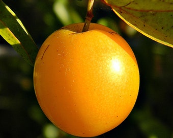 SALE ORGANIC Plum Kernel Oil UNREFINED Cold Pressed, French Plum Oil, Calming, Anti-aging, for Very Dry Skin and Lines GardenOfEssences