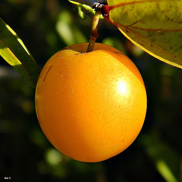 ORGANIC Plum Kernel Oil UNREFINED Cold Pressed, French Plum Oil, Calming, Anti-aging, for Very Dry Skin and Lines GardenOfEssences