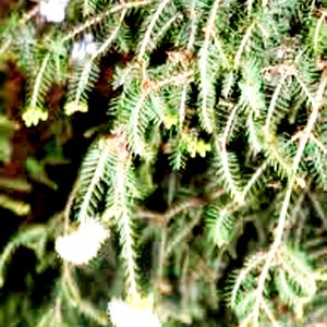Organic Tea Tree Essential Oil, Australian Melaleuca alternifolia Essential Oil from Leaves, for Breakouts, Rough Upper Arm GardenOfEssences