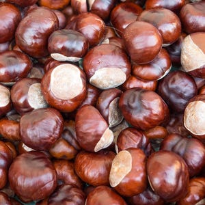 Organic Horse Chestnut Oil for Uncomfortable Legs, Leg Tension, Tired Legs, Spider Skin, Massage Oil for Muscle Tension, GardenOfEssences