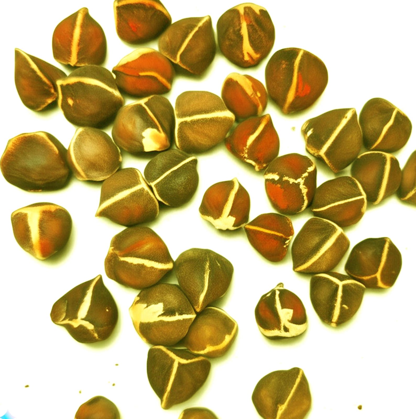 SALE Organic Moringa Oil UNREFINED, Cold Pressed, , Anti-aging, Calms ...