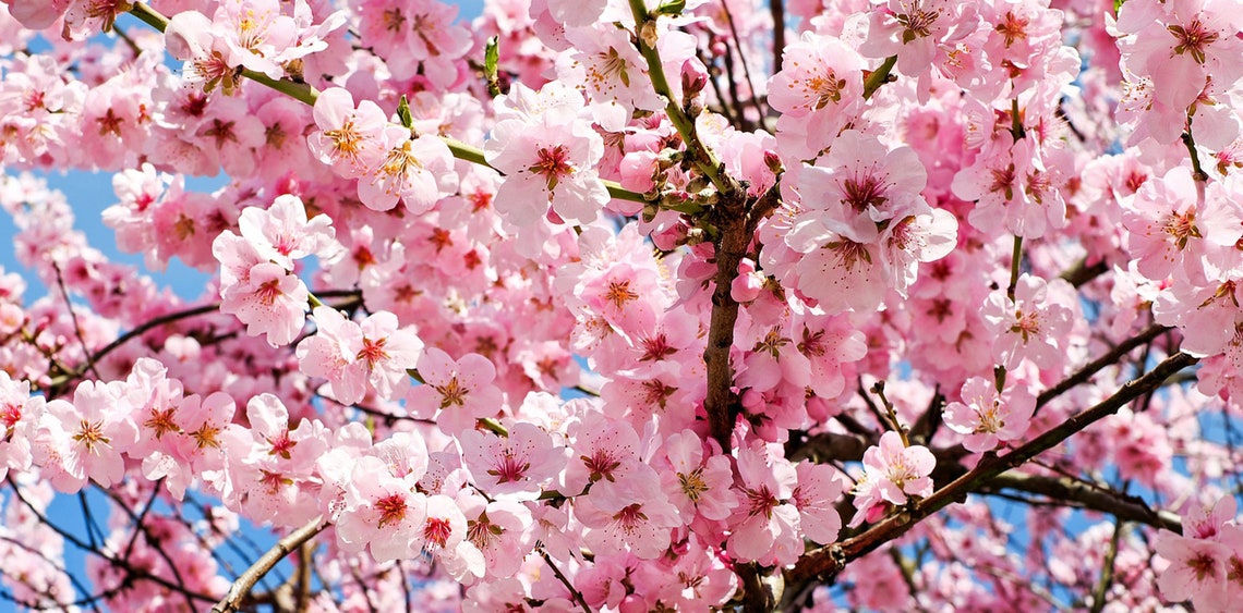 Cherry Blossom Oil Cherry Blossom Extract Cherry Blossom Etsy