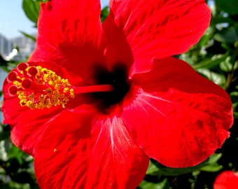 Hibiscus Oil UNREFINED Organic Cold Pressed for Dry Face, Facial Lines, Dry Body Skin, Glossy Hair, Healthy Hair Thickness, GardenOfEssences