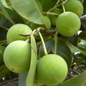ORGANIC Tamanu Oil Cold Pressed Anti-aging Oil, Unrefined Foraha Oil for Face Lines, Rough Arms, Breakouts, Irritated Skin, GardenOfEssences
