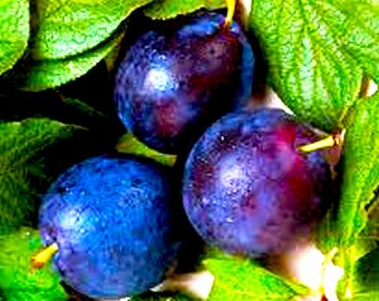 ORGANIC Plum Kernel Oil UNREFINED Cold Pressed, French Plum Oil, Calming, Anti-aging, for Very Dry Skin and Lines GardenOfEssences