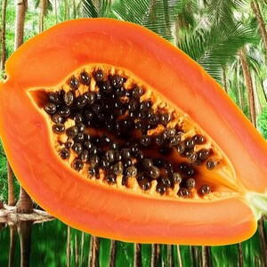 K&ouml;nnte beinhalten: Eine halbierte Papaya mit leuchtend orangefarbenem Fruchtfleisch und einer zentralen H&ouml;hle, die mit zahlreichen kleinen, runden, dunkelbraunen bis schwarzen Samen gef&uuml;llt ist. Die Frucht hat eine glatte, geschwungene Schale und eine weiche, texturierte Innenseite.