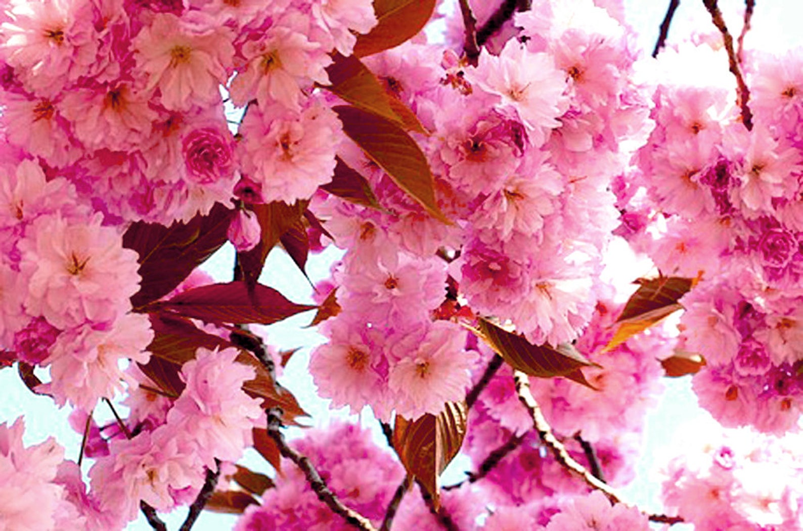 Cherry Blossom Oil Cherry Blossom Extract Cherry Blossom Etsy