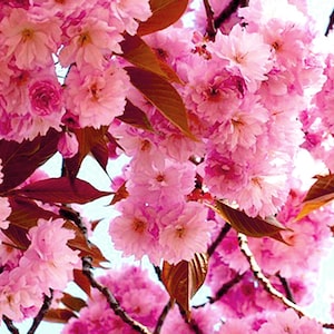 Cherry Blossom Face Oil, Cherry Blossom Extract, Cherry Blossom Infusion, Sakura Extract, Calming Anti-aging Face Oil, GardenOfEssences