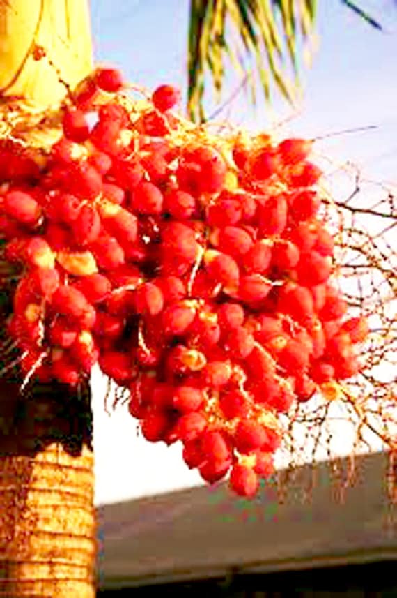 Organic Red Palm Oil Unrefined Cold Pressed For Damaged Skin Etsy