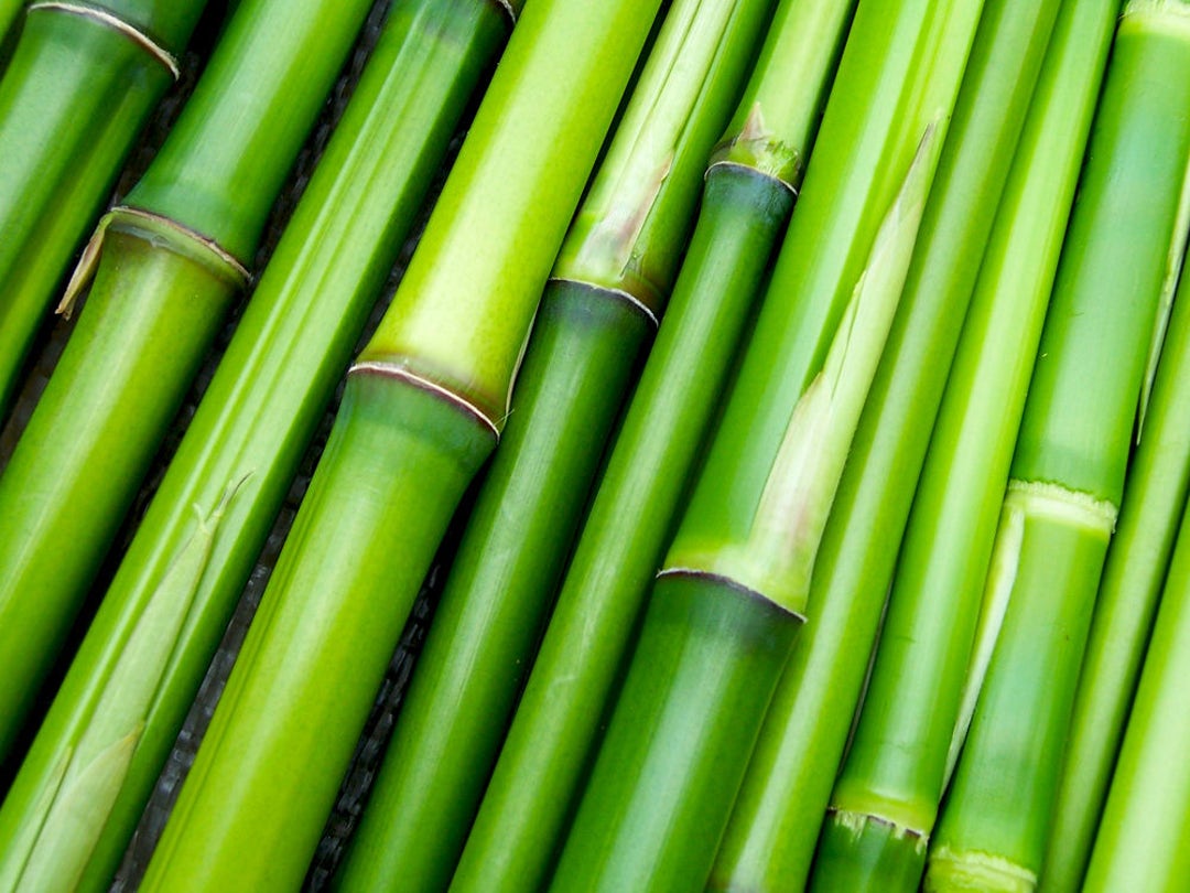 BAMBOO OIL Extract for Damaged Dry Breaking Frizzy Hair - Etsy BAMBOO OIL Extract for Damaged Dry Breaking Frizzy Hair - Etsy