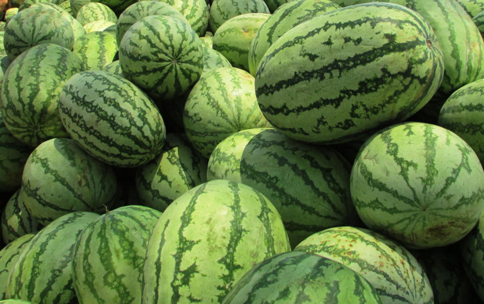 ORGANIC Kalahari Melon Seed Oil COLD PRESSED for Very Dry Etsy