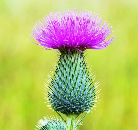 Organic Milk Thistle